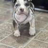 2 month old pocket bully FEMALE