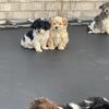 Yorkipoo