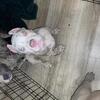 Pockets
