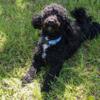 AKC Male Toy Poodle Rehoming (fee applies)