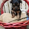 akc teacup yorkies males and females briewer