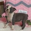 Purebred ACA REGISTERED BOSTON TERRIER PUPPIES READY FOR YOU NOW