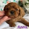 Cavalier King Charles Spaniel puppies! 3 Ruby Girls!