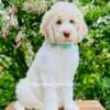 Goldendoodle puppies