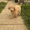 Goldendoodle puppies