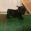 Frenchie AKC pups Female and Males