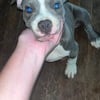 American Bully female