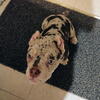 6-Month-Old Chocolate Tri Merle Micro American Bully Male