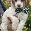 Mini Poodle Male