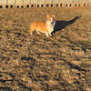 AKC Pembroke Welsh Corgi Stud 