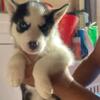 For sale. Sweets Siberian husky puppies