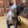 Sphynx kittens looking for their forever homes