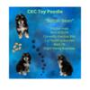 CKC Tricolor Male Toy Poodle