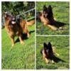 Rehoming Red and black German shepherd female adult