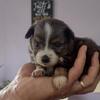 Mini Australian Shepherd Puppies