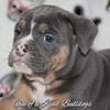 Olde English Bulldogge puppies, licensed kennel, open to public