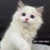 Poe - Blue Bicolor Ragdoll Kitten