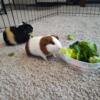 Guinea pigs for sale