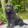 Beautiful F2 goldendoodle babies available in Michigan- genetic tested parents