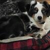 Miniature australian shepherd