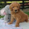 F1 Goldendoodle Kenalie