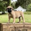Presa Canario Puppies Ready and Registerd Sanders Kennels bloodline