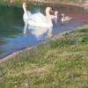 White mute young swans