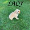 Lacy Female Cockapoo Puppy