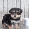 Bean small Yorkie/Bichon Cross