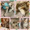 Tica registered Bengal Babies