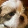 2 Precious Shih Tzu puppies, males, CKC, pedigree, home raised, guarantee a year.950