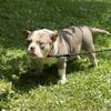 Male bully 