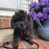 Teacup poodle puppies available