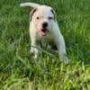 American Bulldog Puppies