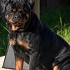 Rottweiler female