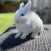 Pure bred Netherland dwarf baby rabbits