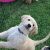 Goldendoodle puppy looking for a good home