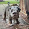 Lilac Lucky #7 AKC English Bulldogs