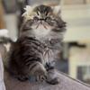 Beautiful Persian female kit