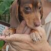 Tampa Dachshund Lithia/Tampa, Florida -- 1600.00 