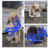 Holland Lops for sale