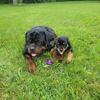 4 Male Rottweiler Puppies left!