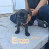 Cane corso pups
