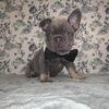 AKC Red Collar Frenchie Male