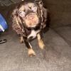Last American Cocker Spaniel puppy left!