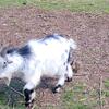 Nigerian  pygmy goat bucks