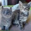 Kittens