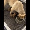 Pure Breed South African Boerboel Puppies Available