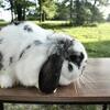 Mini mouse the mini lop rabbit