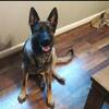 GERMAN SHEPARD PUPPIES
